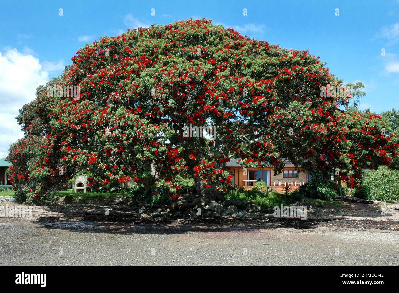 Enorme albero di Pohutukawa in fiore Foto Stock