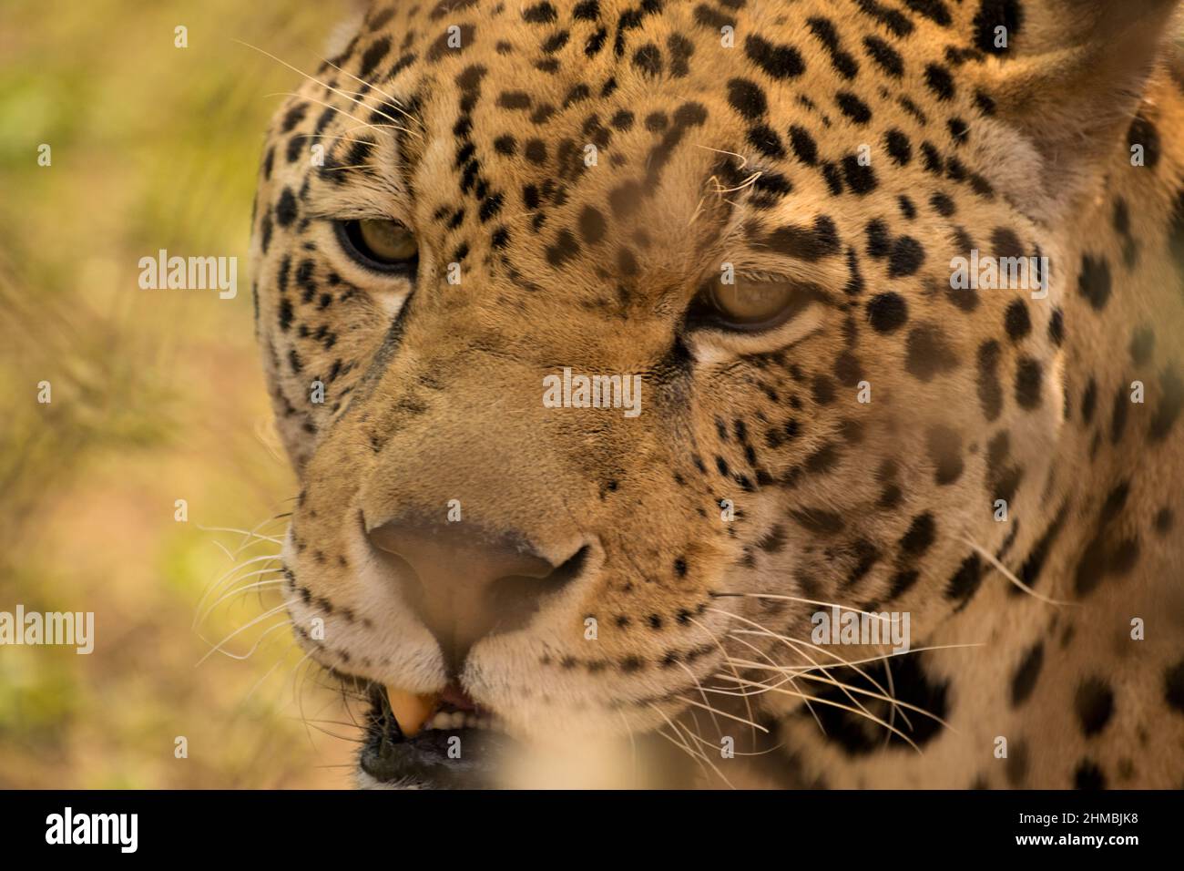 Jaguar staring - occhi di un predatore Foto Stock