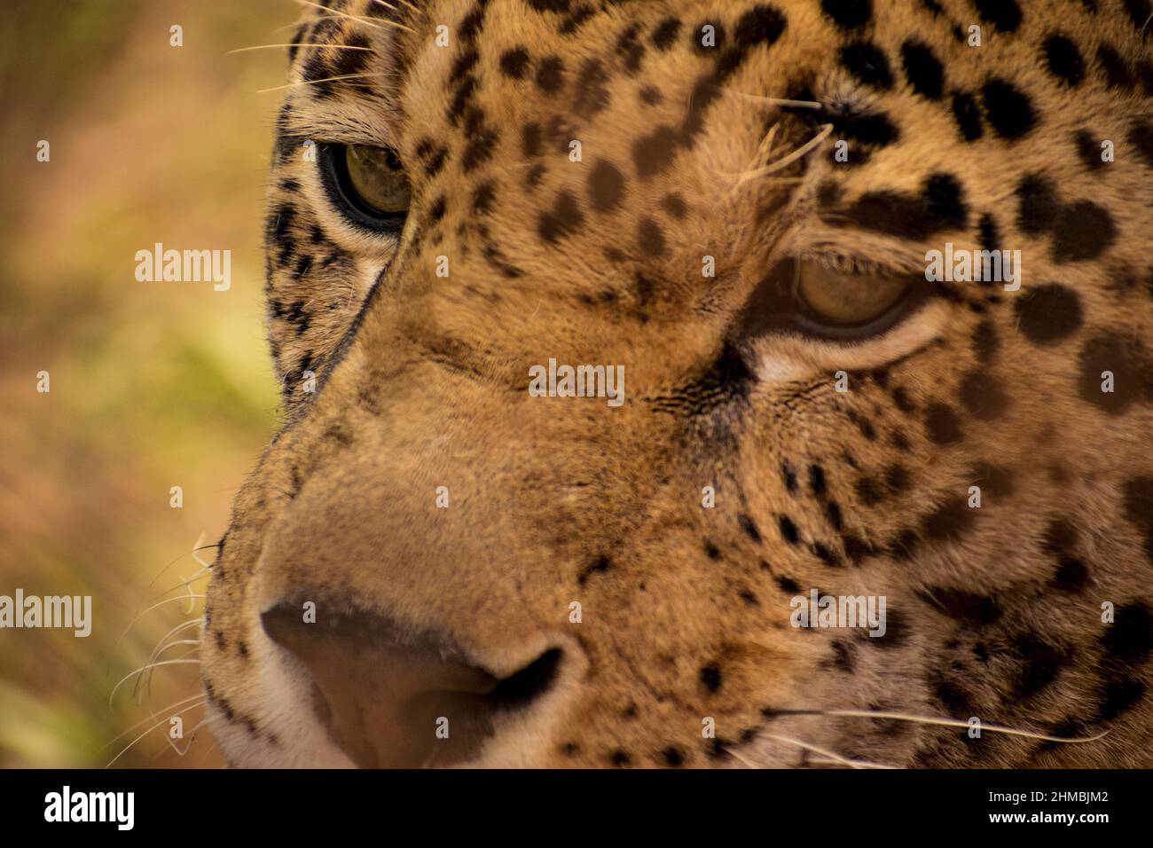 Jaguar staring - occhi di un predatore Foto Stock