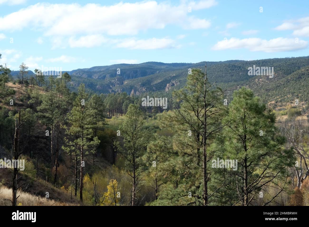 Scena di montagna, alberi metà inferiore bruciati da incendi boschivi, ricrescita visibile, cime ondeggianti in lontananza Foto Stock