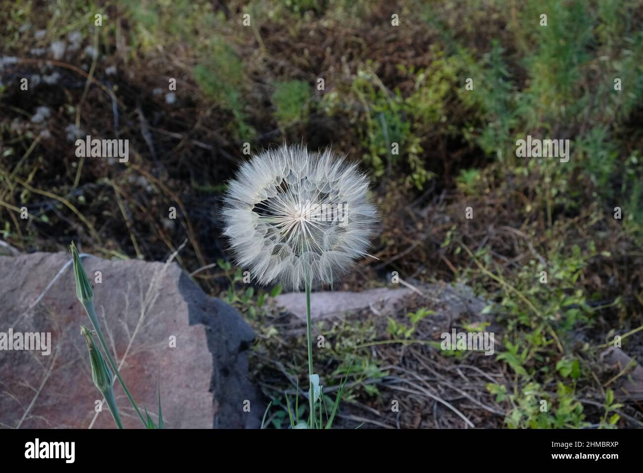 Salsify, con teste bianche del seme puffy simili al dente di leone. Su sfondo naturale di roccia e vegetazione. Foto Stock