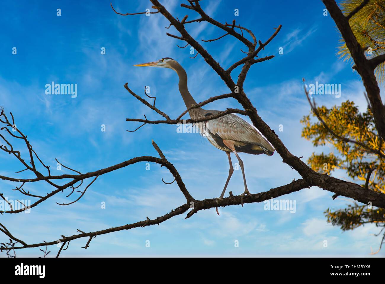 Great Blue Heron al St Andrews State Park, Panama City, Florida. Arroccato su un arto morto di Pinetree. Foto Stock