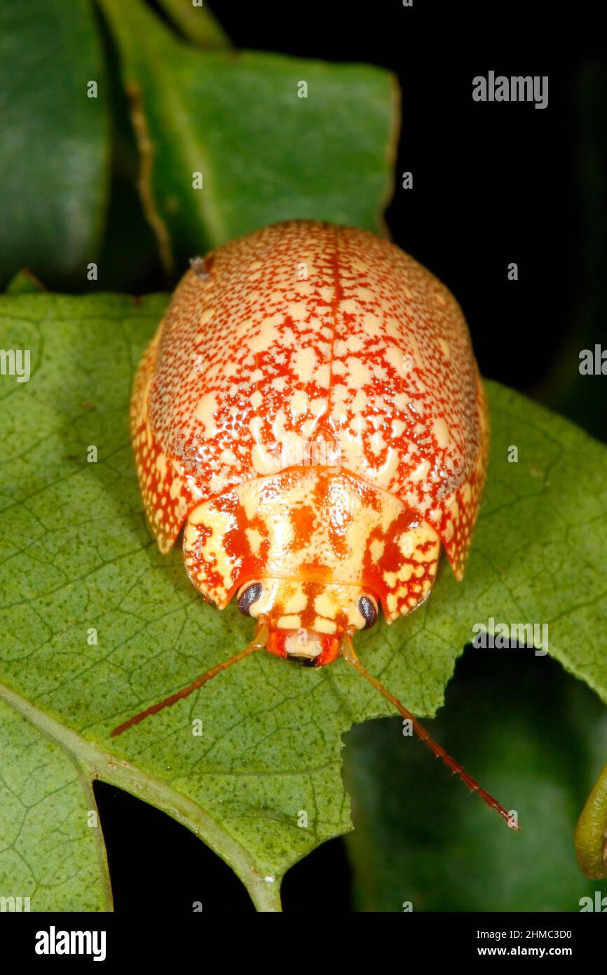 Variole Paropsine Beetle, Paropsis variolosa. Noto anche come coleottero di foglie di tartaruga, coleottero di crisomelide o coleottero di eucalipto. Coffs Harbour, NSW, Australi Foto Stock