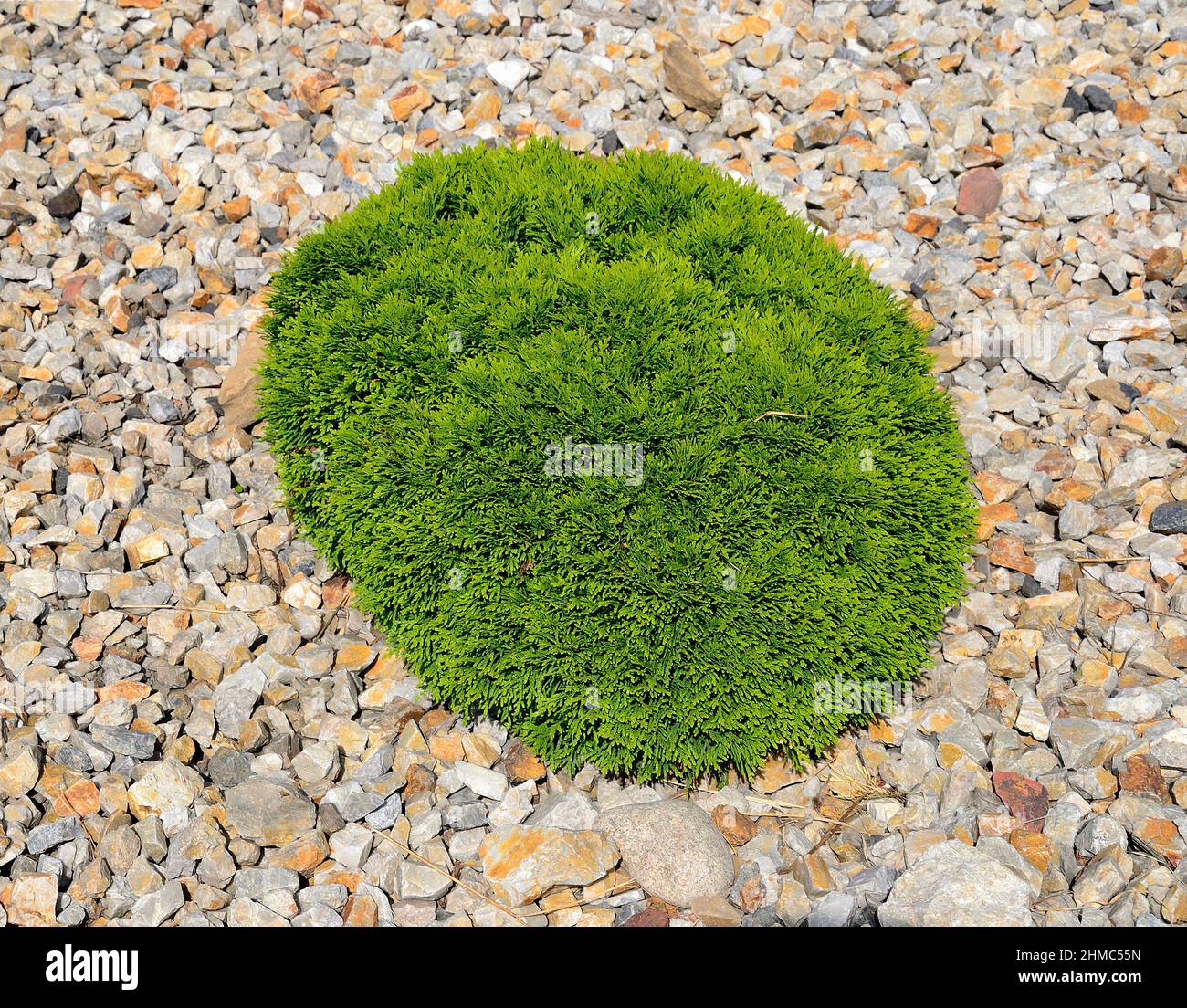 Thuja occidentalis Teddy, arborvitae orientale - conifere sempreverdi sferiche nane in giardino conifero di pietra. Bella pianta ornamentale conifere per Foto Stock