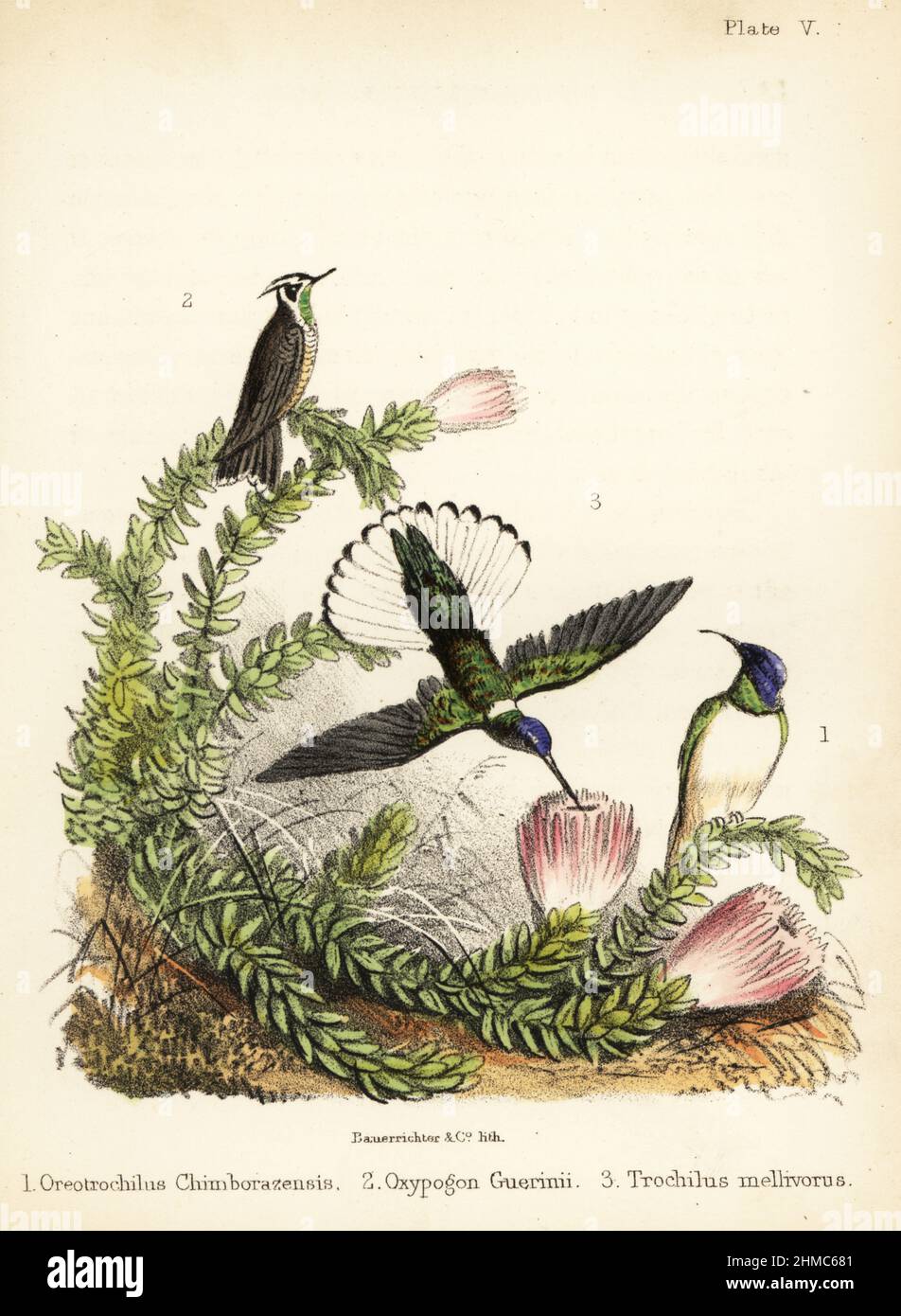 Collina ecuadoriana, Oreotrocillus chimborazo 1, stemma a baco verde, Oxypogon guerinii 2 e jacobin a collo bianco, Florisuga mellivora 3. Litografia a mano di Bauerrichter da Adam White's Popular History of Birds, Lowell Reeve, Covent Garden, Londra, 1855. Foto Stock