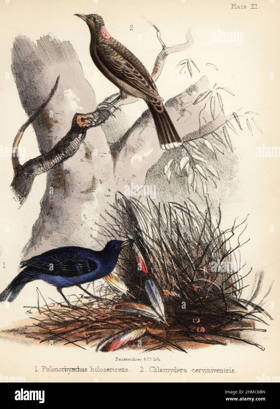 Bowerbird satinato, Ptilonorhynchus violaceus, costruzione di un nido 1 e bowerbird pegno-bruno, Chlamydera cerviniventris 2. Litografia a mano di Bauerrichter da Adam White's Popular History of Birds, Lowell Reeve, Covent Garden, Londra, 1855. Foto Stock