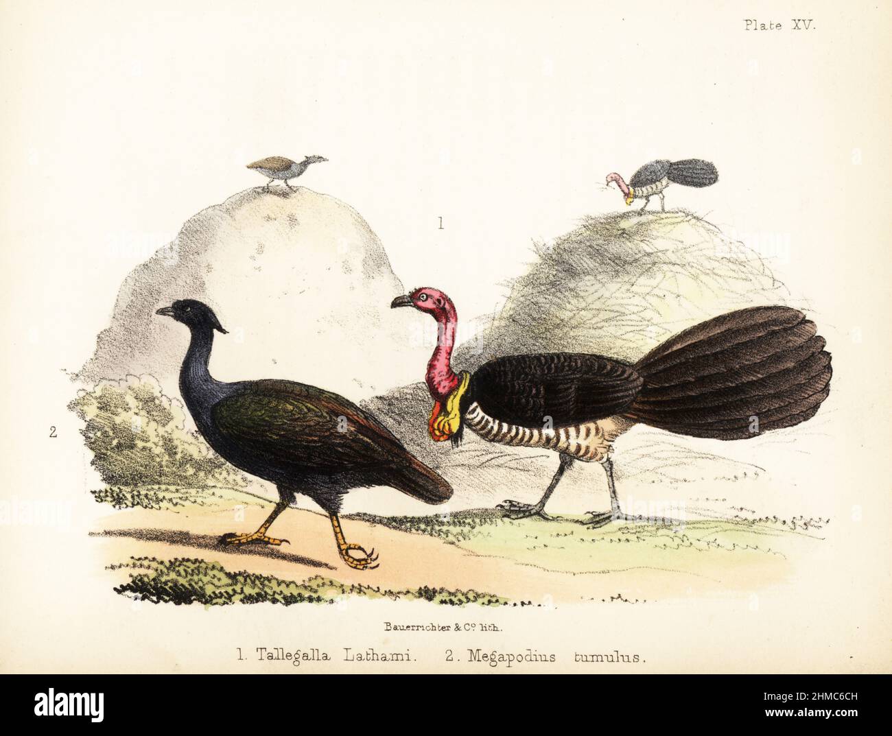 Brushturkey o gweela australiana, Alectura lathami 1, e scrubbfowl con zampe arancioni, Megapodius reinwardt 2. Litografia a mano di Bauerrichter da Adam White's Popular History of Birds, Lowell Reeve, Covent Garden, Londra, 1855. Foto Stock