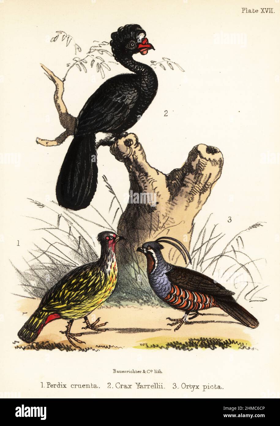 Fagiano di sangue, Ithaginis cruentus 1, curassow vattato in pericolo, Crax globulosa 2 e quaglia di montagna, Oreortyx pictus 3. Litografia a mano di Bauerrichter da Adam White's Popular History of Birds, Lowell Reeve, Covent Garden, Londra, 1855. Foto Stock