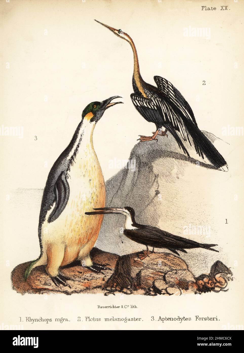 Skimmer nero, Rhynchops nigra 1, Darter orientale, Anhinga melanogaster 2, e pinguino imperatore, Apptenodytes forsteri 3. Litografia a mano di Bauerrichter da Adam White's Popular History of Birds, Lowell Reeve, Covent Garden, Londra, 1855. Foto Stock