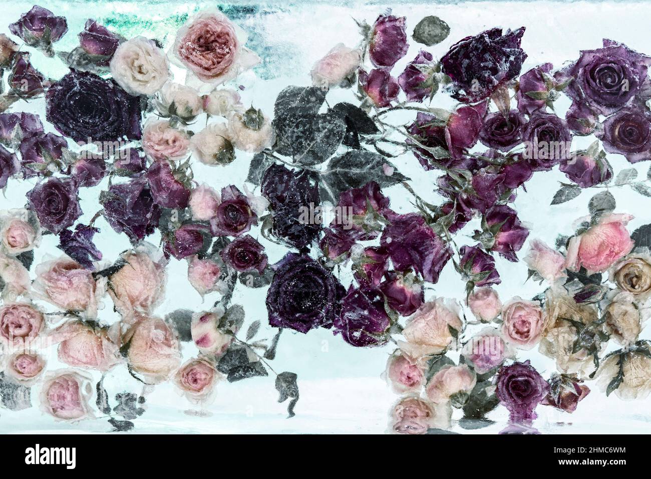 fiori all'interno del ghiaccio. sfondo invernale. rose sotto ghiaccio Foto Stock