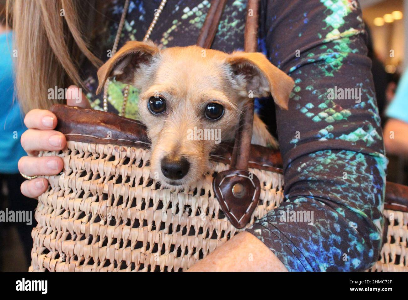 Donna che trasporta il cane piccolo in una borsa tessuta marrone con testa di sollevamento del cucciolo fuori dalla parte superiore per guardare intorno. Foto Stock