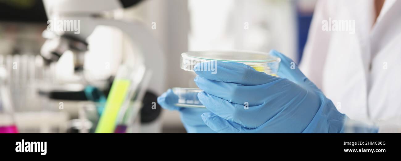 Chimico scienziato in guanti di gomma apertura piastra Petri in laboratorio closeup Foto Stock
