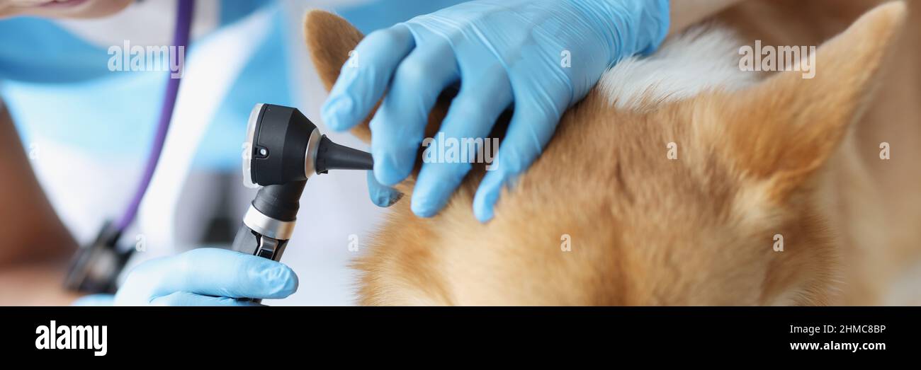 Donna veterinario cercando cane orecchio con otoscopio closeup Foto Stock