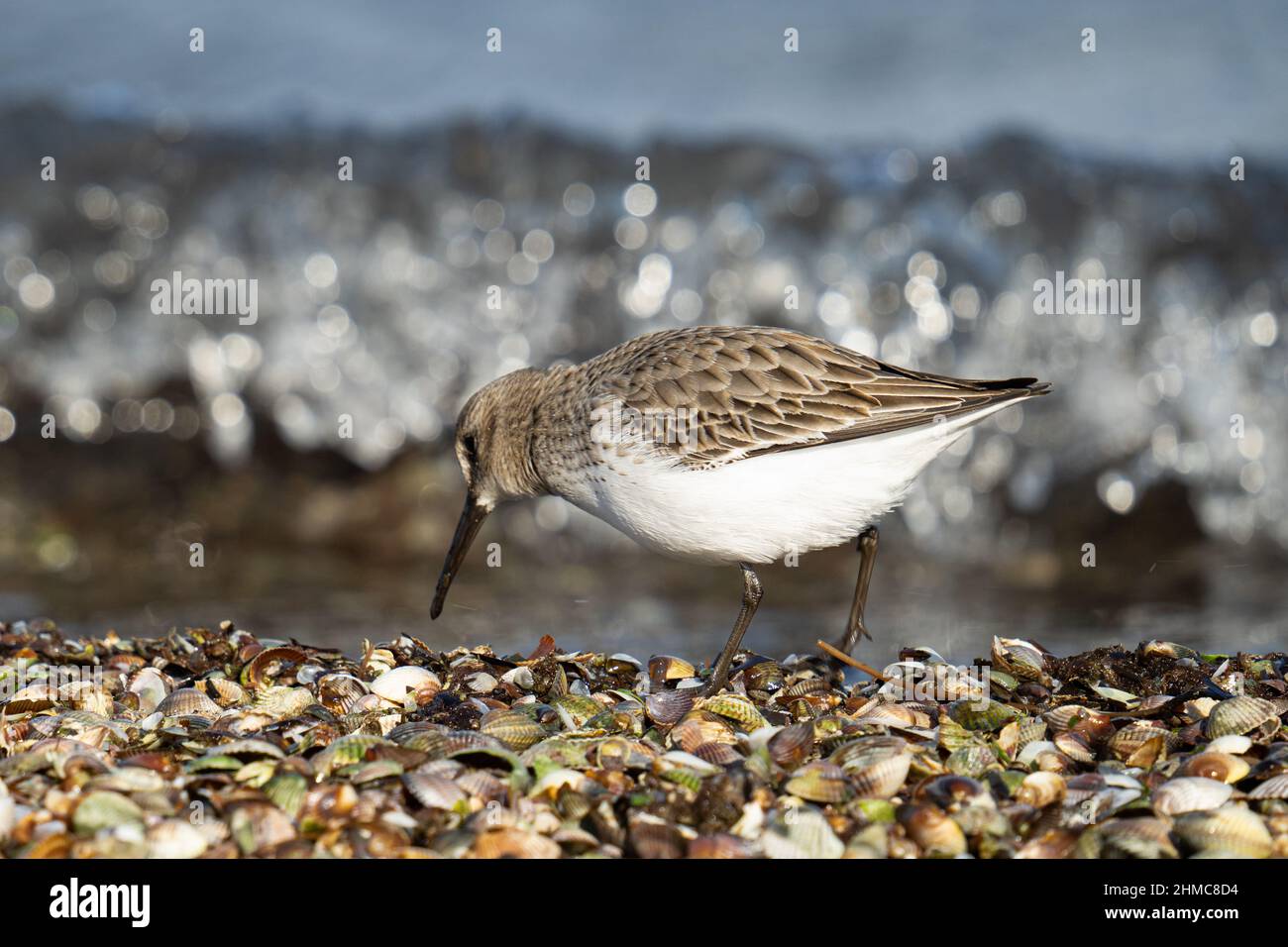 Closeup shot di uccello dunlin in cerca di cibo su una riva rocciosa Foto Stock