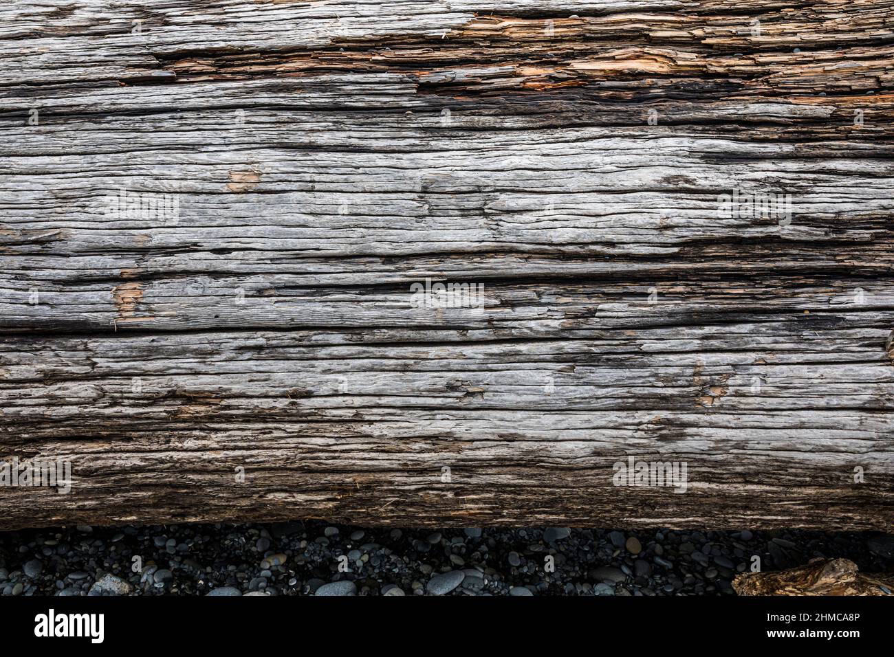 La tessitura di un ceppo di spiaggia / legno di driftwood. Foto Stock