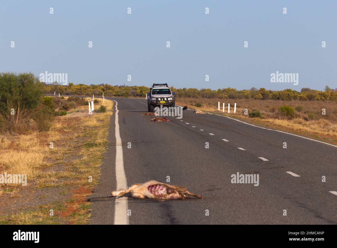 Dorper pecora ucciso sulla strada per Broken Hill New South Wales Australia Foto Stock