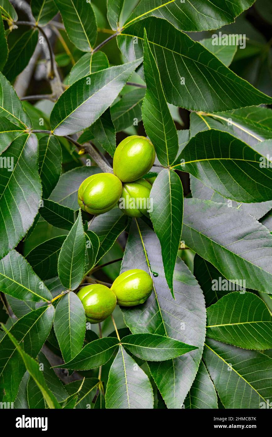 Shagbark Hickory noci quasi mature che crescono naturalmente in Pennsylvania Pocono Mountains. Foto Stock