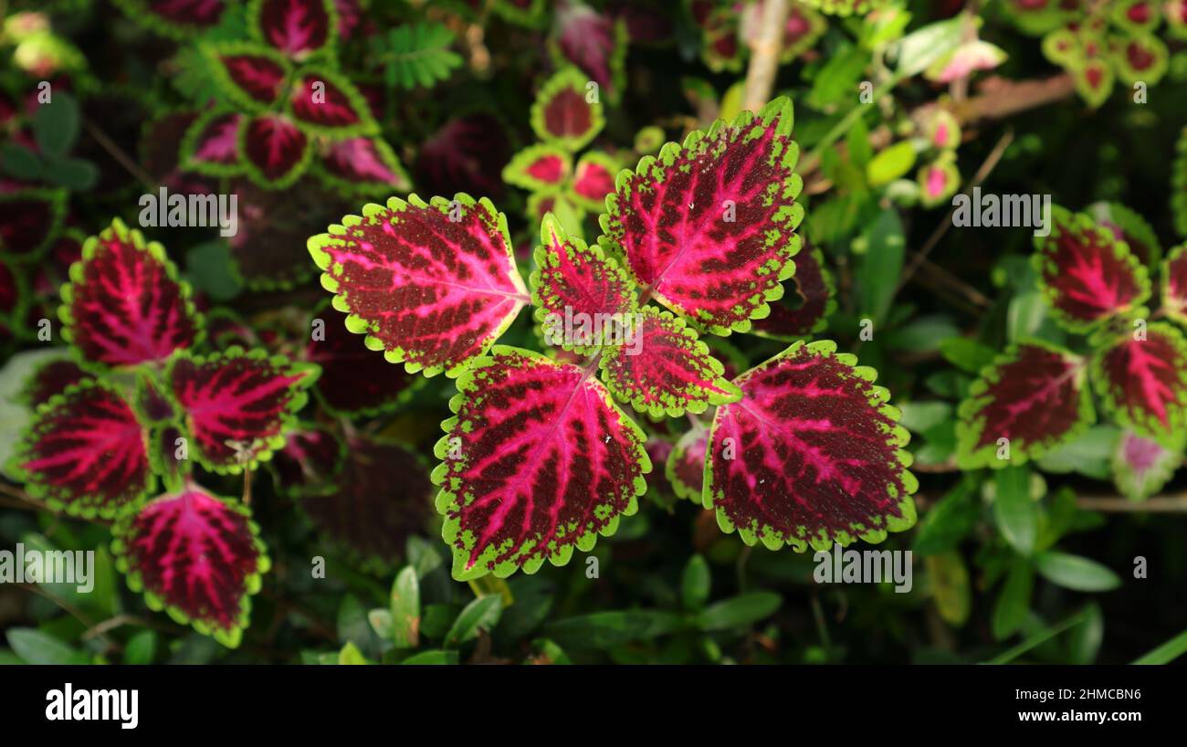 Vista dall'alto di foglie variegate di una pianta di coleus o di ortica dipinta Foto Stock