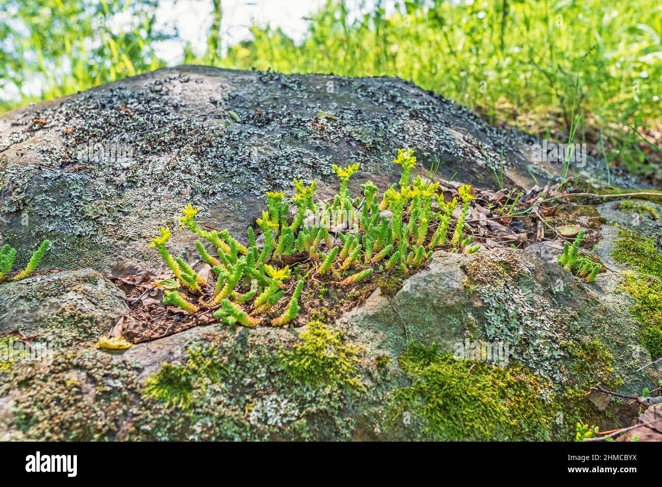 Il succulento verde Sedum acro o goldmuss stonecrop cresce e fiorisce giallo su una roccia tra licheni Foto Stock