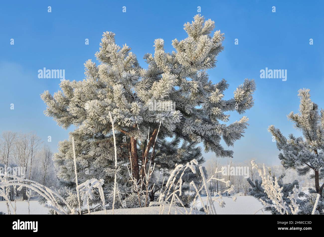 Piccolo pino con soffice hoarfrost coperto, vicino alla foresta innevata in luminoso giorno di sole frosty - sfondo bellissimo inverno. Fiaba dell'inverno, Foto Stock