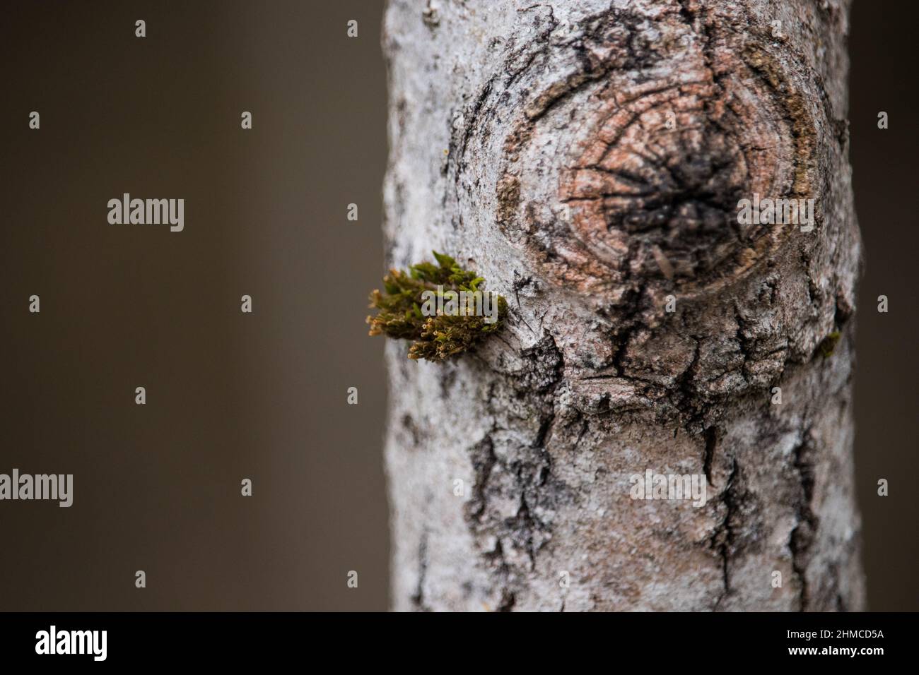 Muschio su una corteccia di betulla Foto Stock