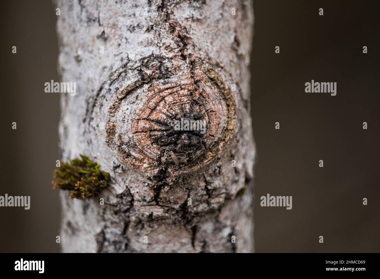 Muschio su una corteccia di betulla Foto Stock