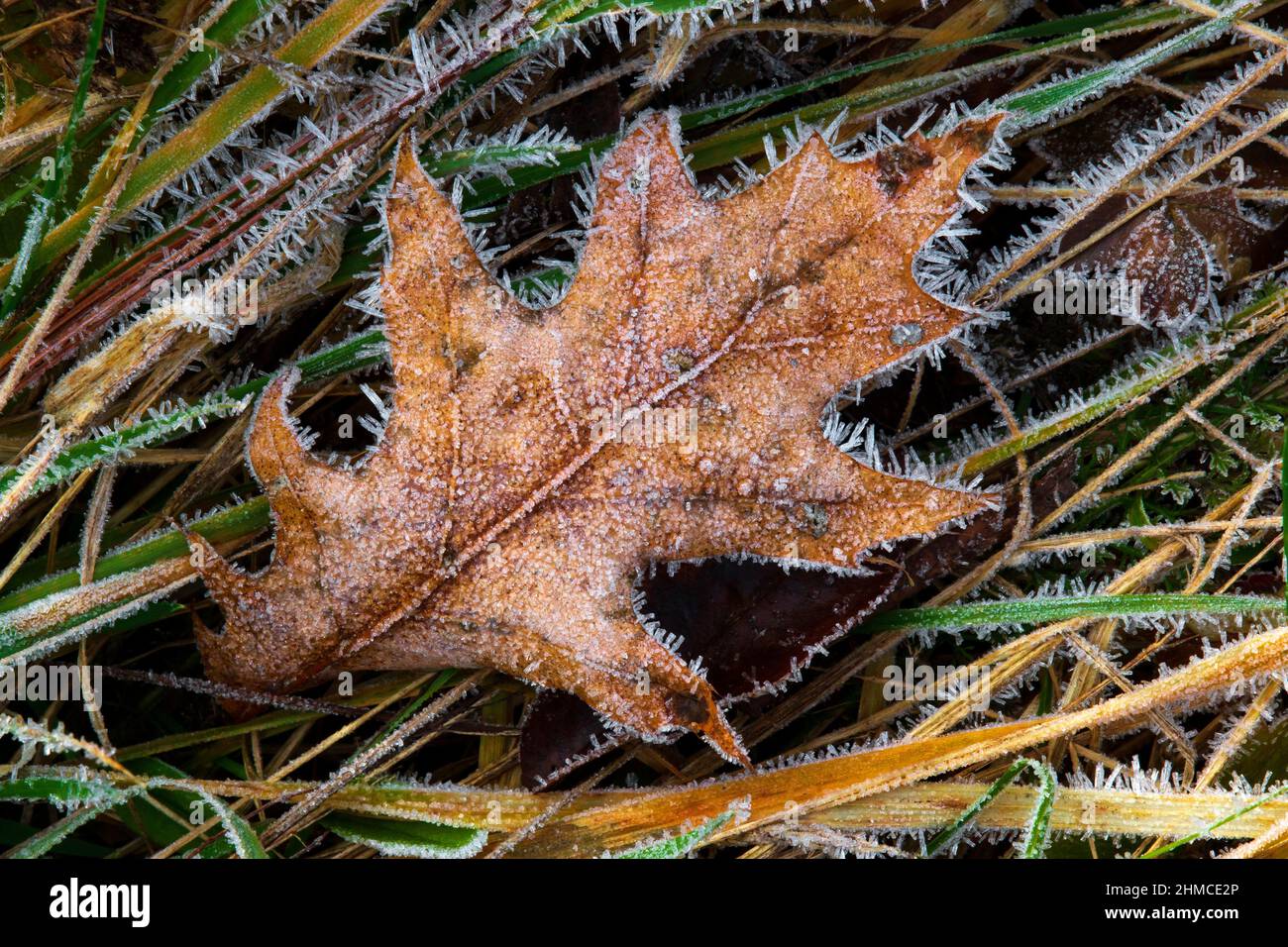 Frost on Grass e Northern Red Oak Leaf nelle Pocono Mountains della Pennsylvania. Foto Stock