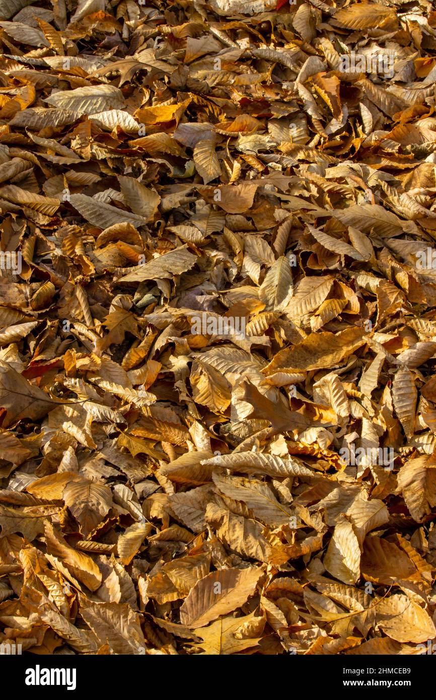 Fallen American Faggio foglie, Faugus grandifolia, in Pennsylvania Pocono Mountains. Foto Stock