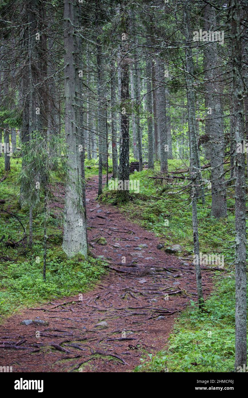 Foresta percorso escursionistico Foto Stock