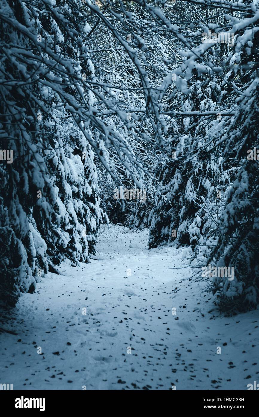 Stagione invernale in tutta la foresta. Foto Stock