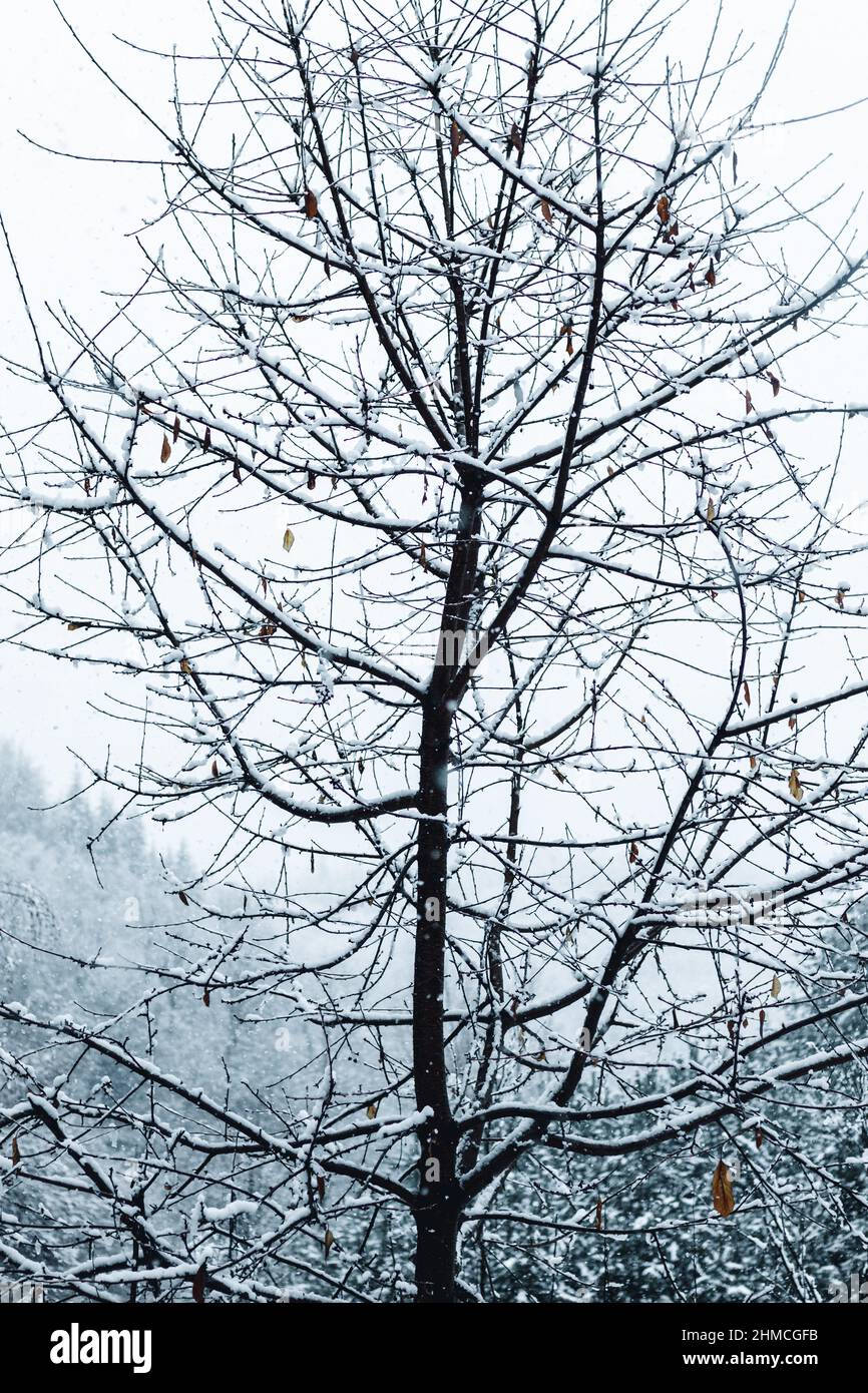 Albero solitario vittima della stagione invernale cruda. Foto Stock