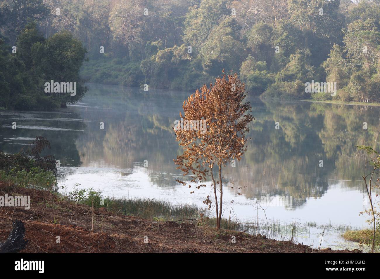 Pianta morta con foglie secche sul lato del lago. L'acqua sullo sfondo riflette gli alberi nella foresta Foto Stock