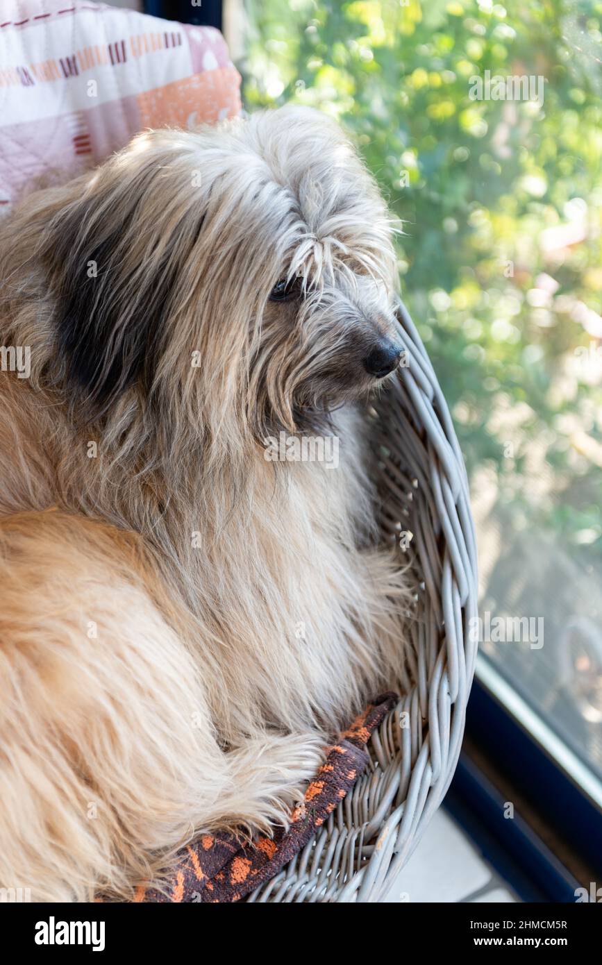 Cane da pastore dei Pirenei, sdraiato su un sedile dietro una finestra e guardando all'esterno, vista verticale Foto Stock