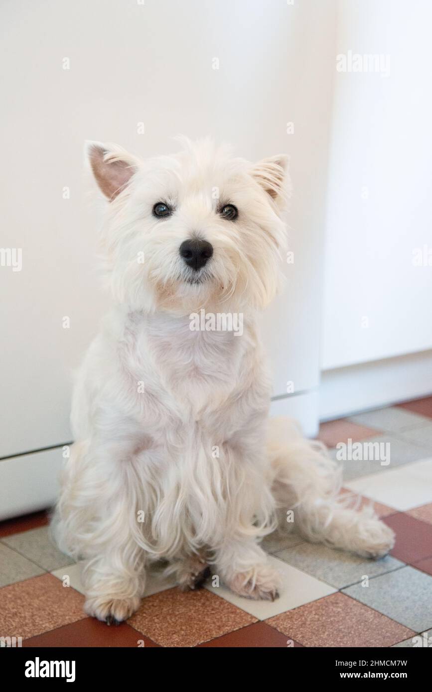 Weste cane guardando dritto avanti con occhi pleading mentre si siede in una cucina, vista verticale Foto Stock