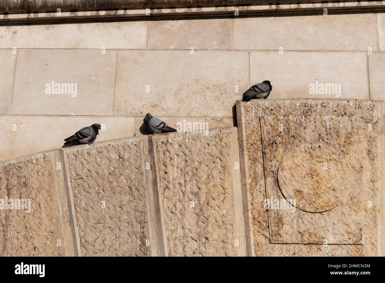I piccioni si riposano e si crogiolano al sole Foto Stock