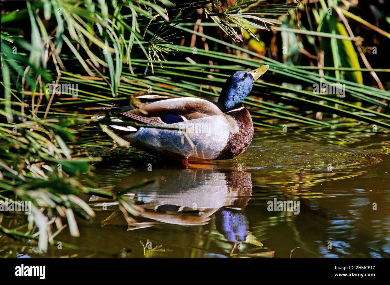 Il mallardo o anatra selvaggia (Anas platyrhynchos) è un'anatra dabbling che razze in tutte le Americhe temperate e subtropicali, Eurasia, e AF del Nord Foto Stock