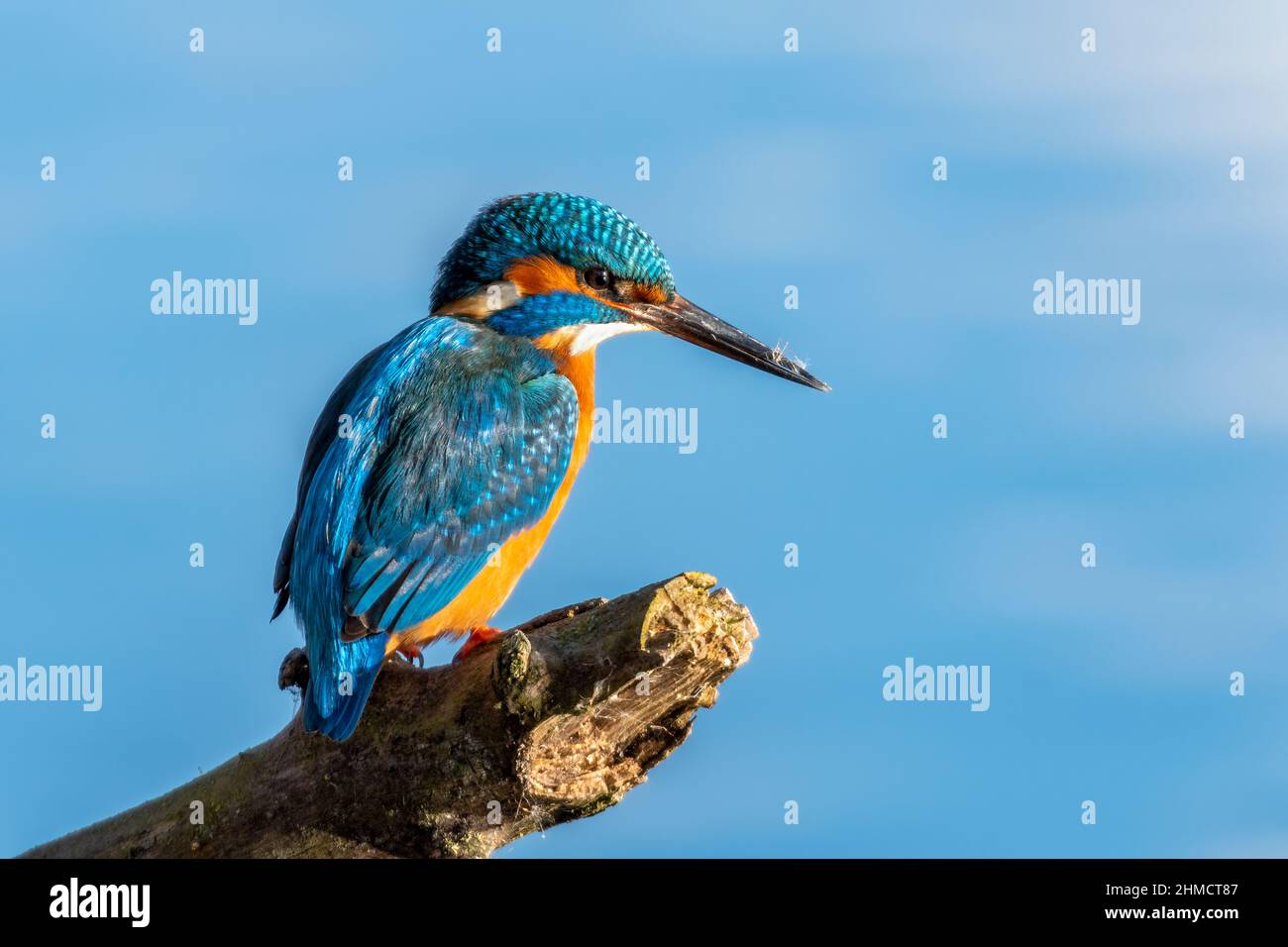 Kingfisher Alcedo è appollaiato su un ramo d'albero Foto Stock