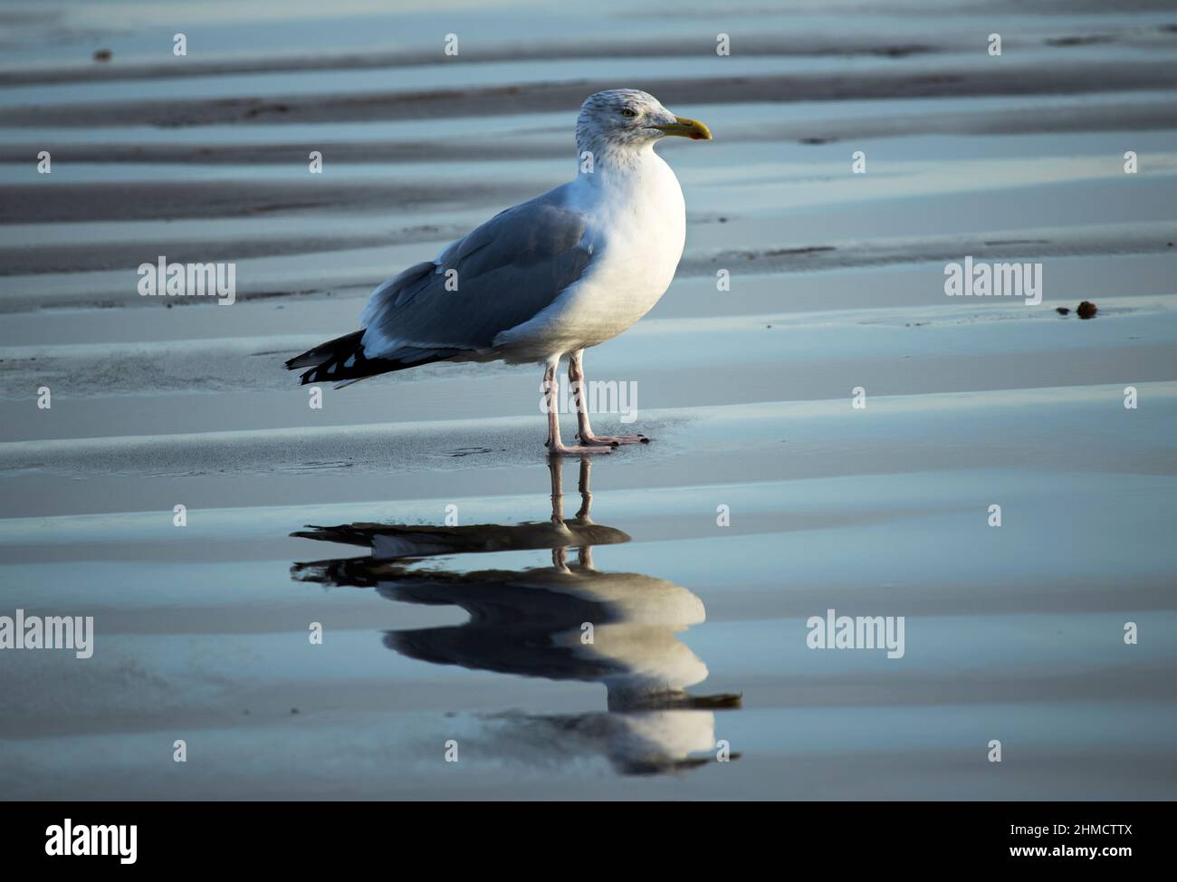 Un gabbiano di aringa fa una pausa dal nutrirsi sulla spiaggia mentre la marea diminuisce. La testa macchiata è l'eclisse, piumaggio invernale di un uccello adulto. Foto Stock