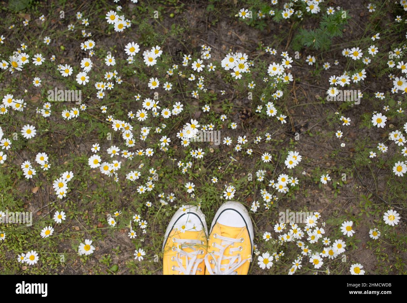 scarpe da ginnastica gialle giovani tra i fiori delle margherite della foresta. passeggiata, armonia, energia della natura, libertà, stile di vita attivo. vista dall'alto. elegante co Foto Stock