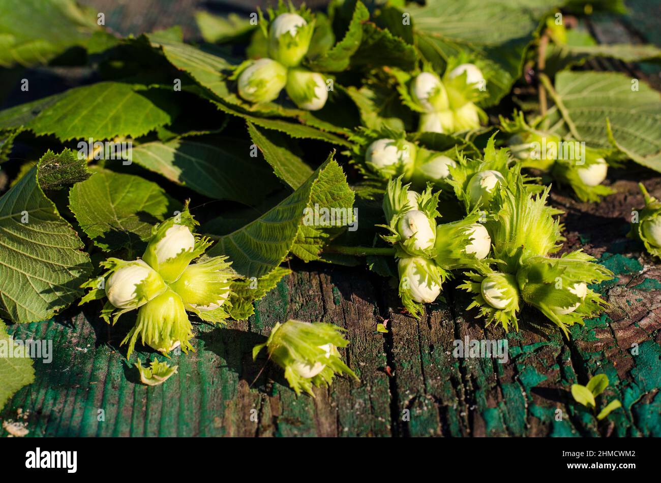 nocciole nel guscio su un tavolo di legno Foto Stock