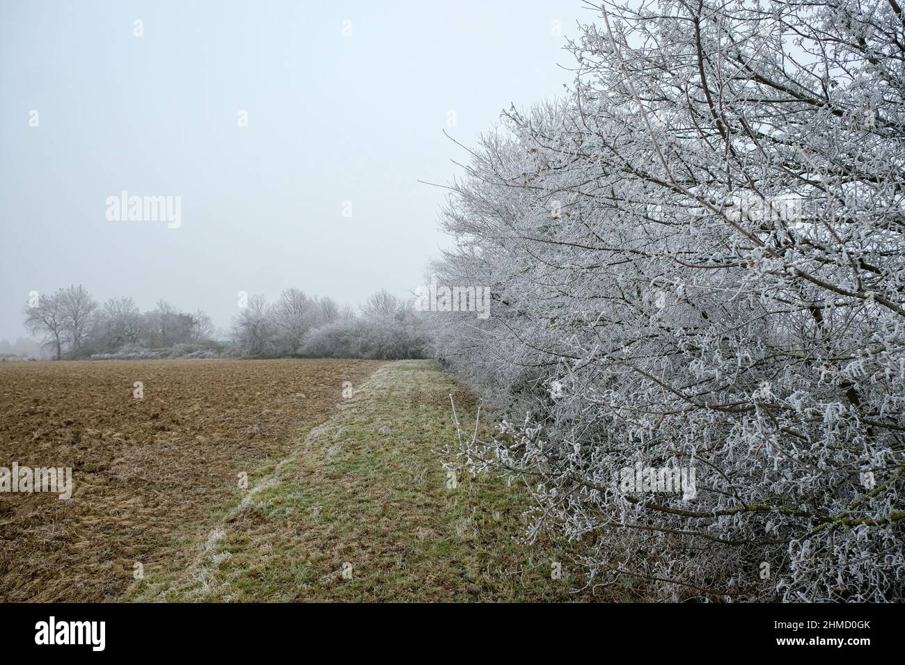 Chasselay (Francia), 27 gennaio 2022. Rami di albero congelati in inverno. Foto Stock