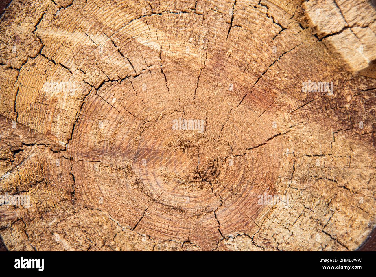 anello di alberi legno di pino tagliato fresco Foto Stock