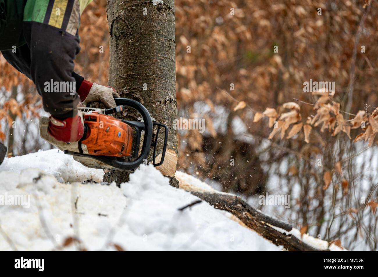 Un grumberjack che usa una motosega nella foresta. I Monti Carpazi, Polonia. Foto Stock