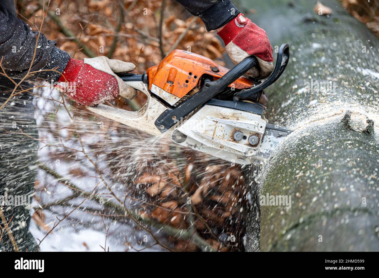 Un grumberjack che usa una motosega nella foresta. I Monti Carpazi, Polonia. Foto Stock