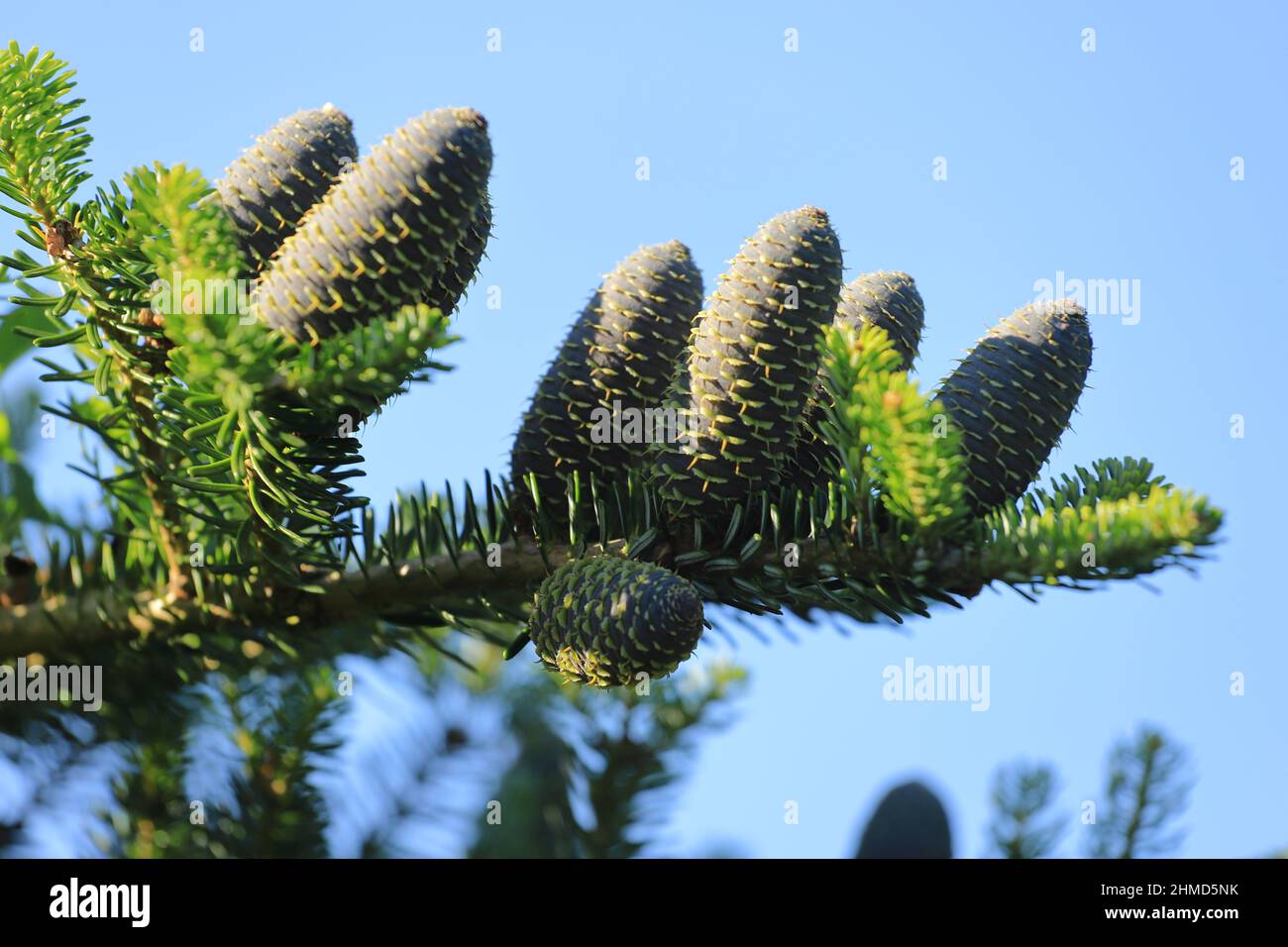 Un ramo con coni di abete argento, aby alba Foto Stock