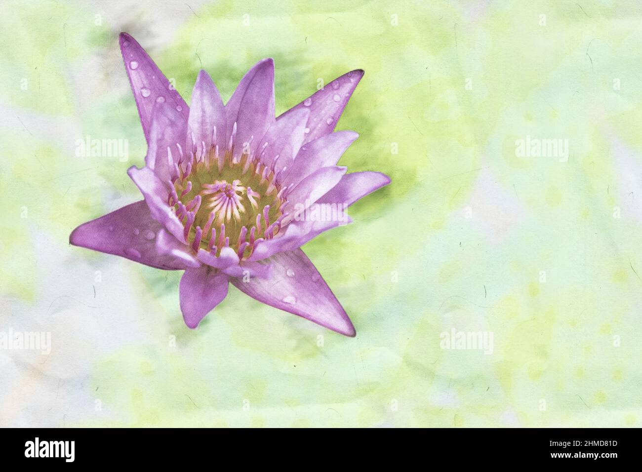 Fiore di loto rosa con foglie, testa di seme, germoglio (giglio d'acqua, loto indiano, loto sacro, loto egiziano). Acquerello dipinto a mano. Foto Stock