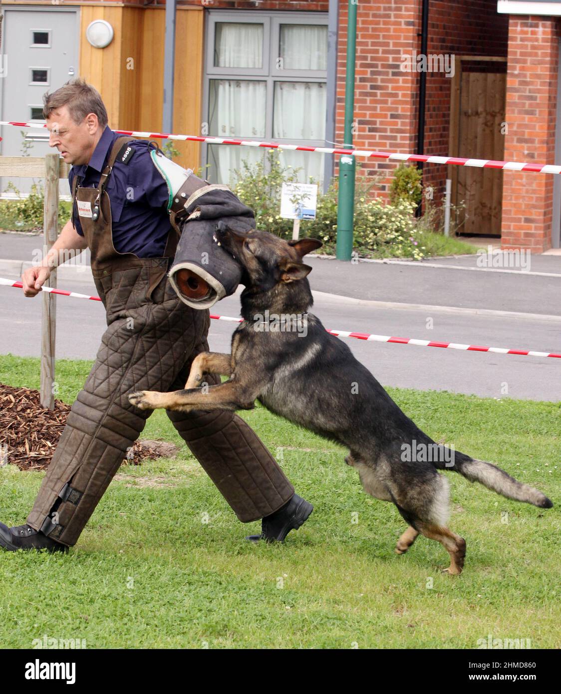 Cane di polizia in azione a una dimostrazione di formazione. Foto Stock