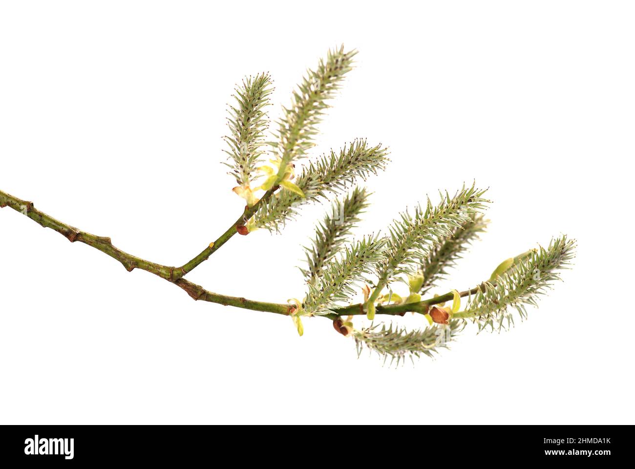 Un ramo di un albero di Willow catkins isolato su sfondo bianco Foto Stock