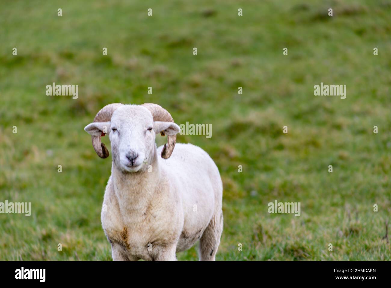 Pecora addomesticata con corna curling incantevoli su una piccola azienda vicino Winford, Bristol Foto Stock