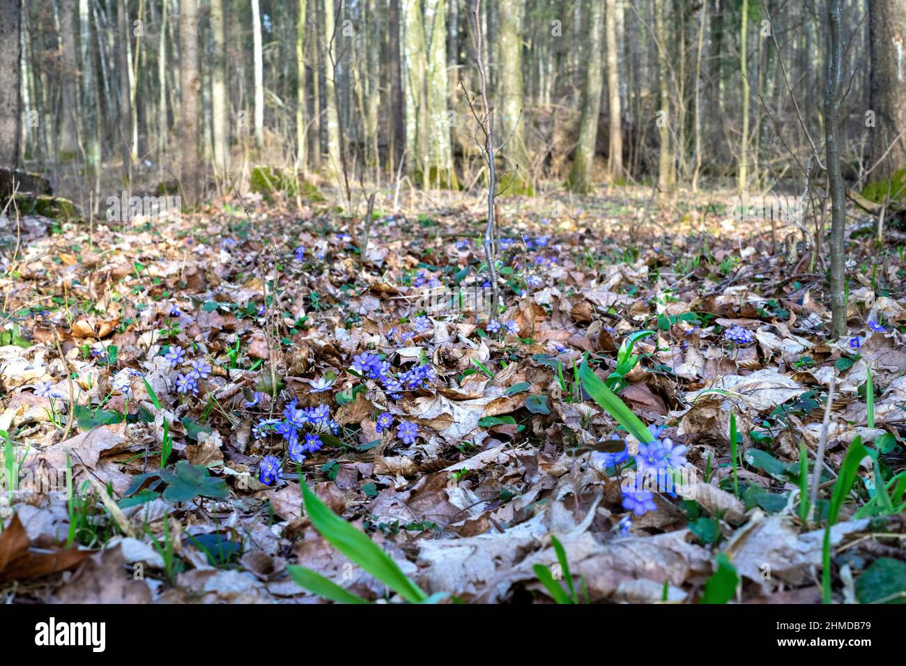 I primi violetti in primavera. Fuoco selettivo sui violetti. Sfondo sfocato. Primo piano Foto Stock